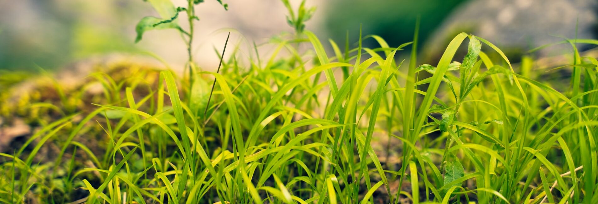 Sprouts of Grass