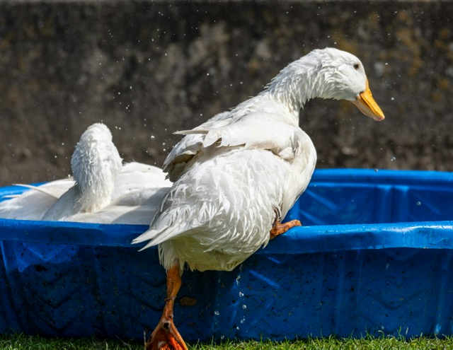 PLASTIC KIDDIE POOLS